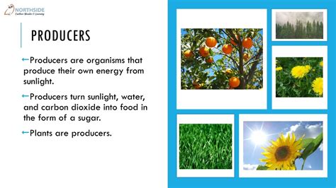 PPT - Flow of energy in ecosystems PowerPoint Presentation, free ...