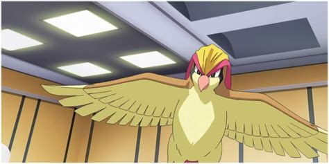 Image result for Pidgeotto Evolution Levels