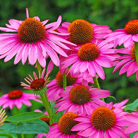 Purple Coneflower Seeds - Echinacea Purpurea | Created By Nature