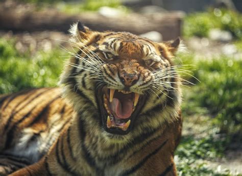 Siberian Tiger in San Francisco Zoo. San Francisco Zoo, Siberian Tiger ...
