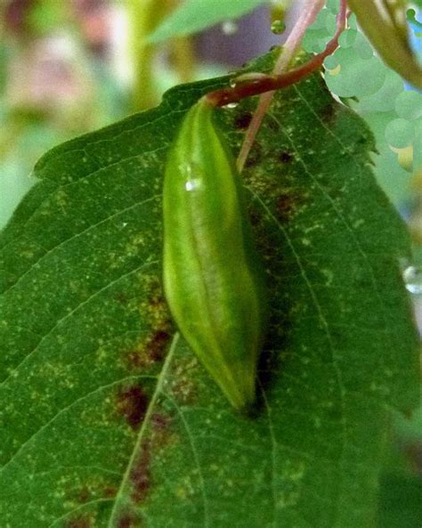 Exploding Seed Pods Compilation 的图像结果