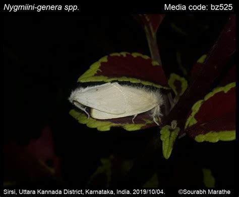 Nygmiini-genera spp. | Moths