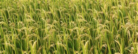 NRI Agritech | Home