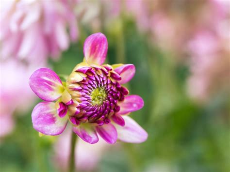How Do Flowers Know When To Bloom? | Gardening Know How