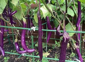 Avysa Vegetable Hybrid Brinjal Seeds for Home Garden Purple Eggplant ...
