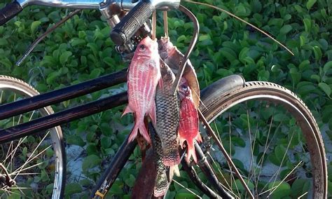 BAHATI DIANI HOUSE GLAMPING (Diani Beach) - Campground Reviews, Photos ...