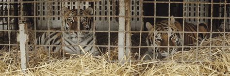 Slovakia’s Last Circus Tigers Enjoy Their New Forever Home - FOUR PAWS ...