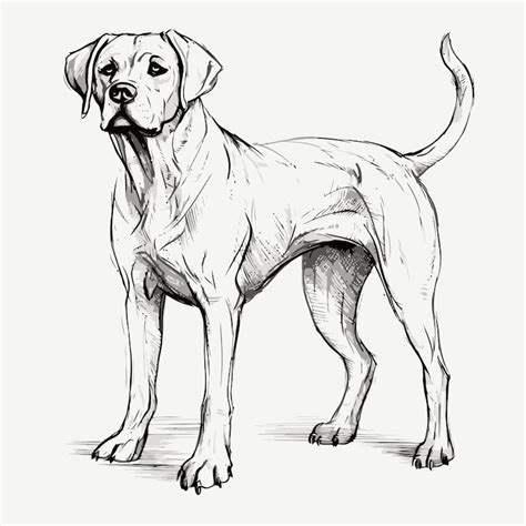 Broholmer dog sketch Vectors - Download Free High-Quality Vectors from ...
