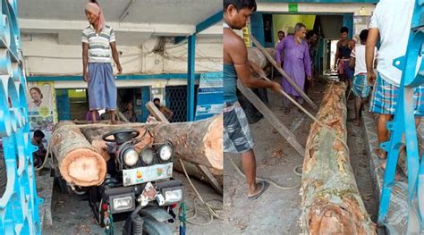 BDO of Magrahat accused of illegal tree cutting | Sangbad Pratidin