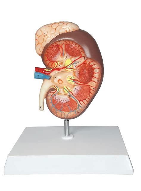 ZX | Kidney with Adrenal Gland Model, 2 times Enlarged | PVC | 17 ...