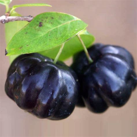 Zill's Surinam Cherry Fruit Plant (Eugenia uniflora) – veliyathgardens