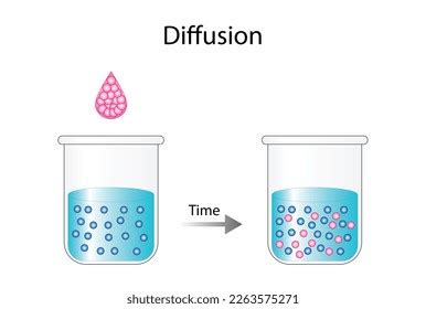 Image result for Diagram of Concentration Gradient