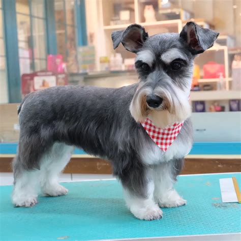 Mini Schnauzer Haircut