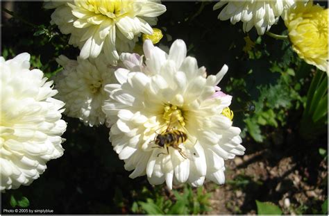 калинка, а и не само | mikiblue.com