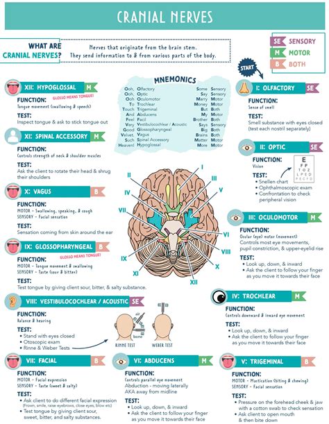 Cranial Nerves Mnemonic