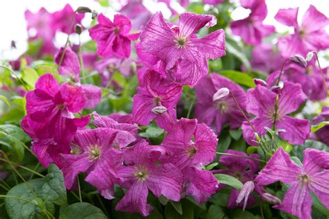 42 Types of Clematis Plants (With Pictures and Identification)