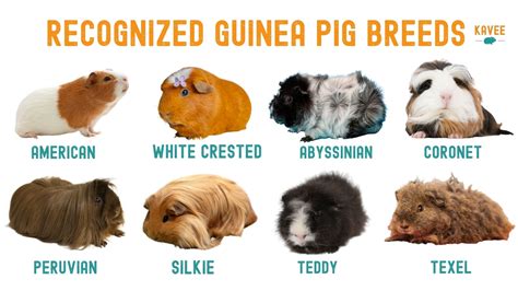 The Ultimate Guide to Guinea Pig Breeds, Markings and Colours – Kavee USA