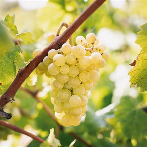 Varietats de raïm | D.O. Cava