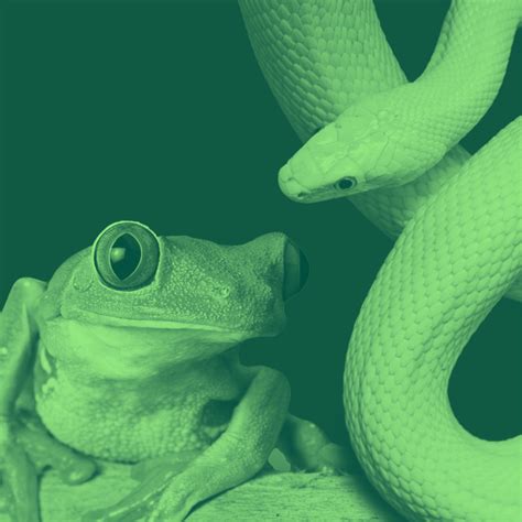 Difference Between Amphibians And Reptiles