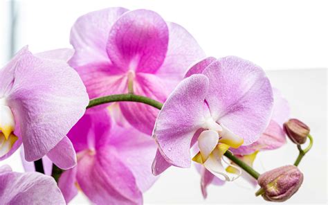 Images Orchid Pink color flower Closeup White background 3840x2400