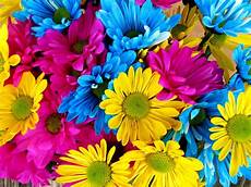 fiore con la a daisies flowers 183 free photo on pixabay fiore con la a daisies flowers 183 free photo on pixabay
