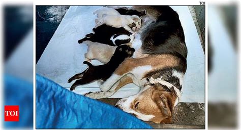 Hyderabad: 3 puppies thrown off first floor | Hyderabad News - Times of ...