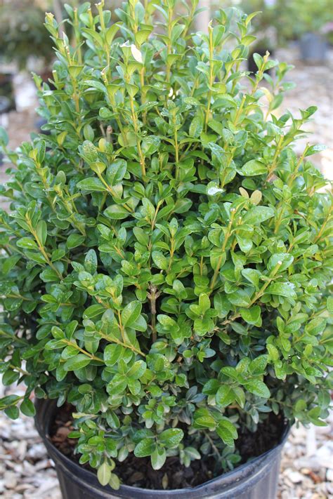Buxus Green Mountain 3g - Bosco's Garden Center