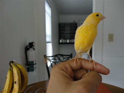 Image result for Canary Training Tips