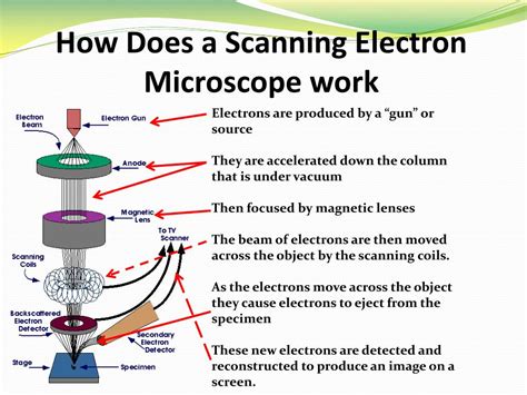 Image result for How Does a Scanning Electron Microscope Work Cochell