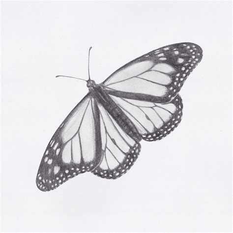 Small Butterfly Drawing