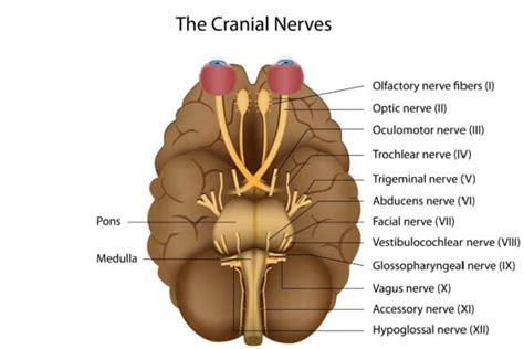 Cranial Nerve Palsy – CN III, IV, VI & VII Palsy