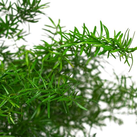 Asparagus Ferns Houseplants | Hortology.co.uk - HORTOLOGY