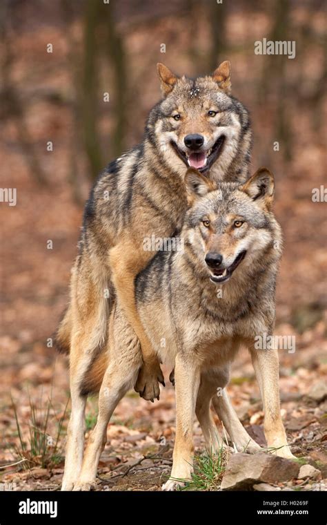 Wolves Copulating 的图像结果