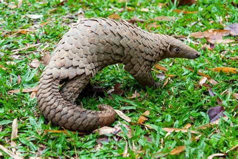 pangolin summary | Britannica