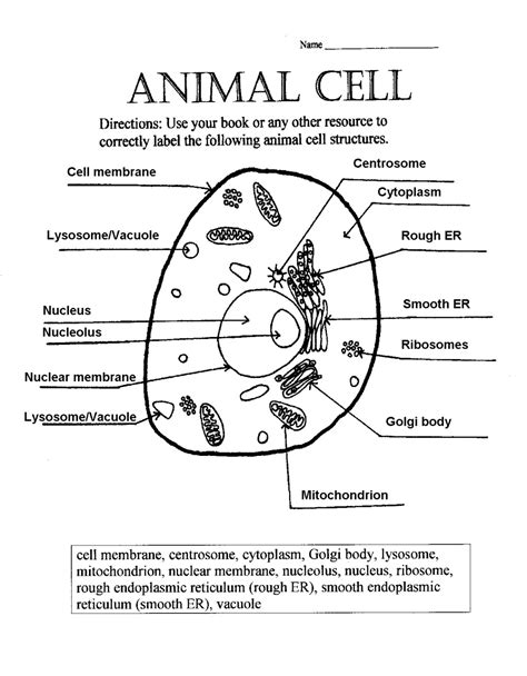 Label The Animal Cell Worksheet Cell Label Simple Vs. Complex