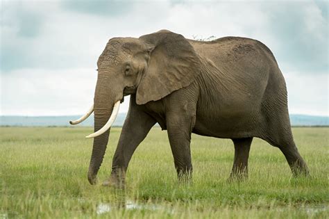 Image result for Elephant Toothpasste Exploding