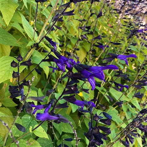 Black And Blue Salvia Perennial I Love Salvia Guaranitica 'Black And