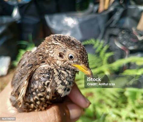 Quail Predators 的图像结果