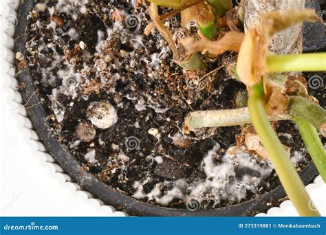 Mold On Zz Plant Soil at Louise Mcmakin blog