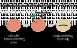 Gene Therapy - Science and Technology for UPSC CSE PDF Download