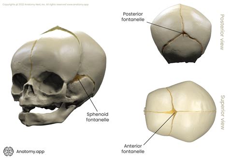 Sutures of skull | Encyclopedia | Anatomy.app | Learn anatomy | 3D models, articles, and quizzes