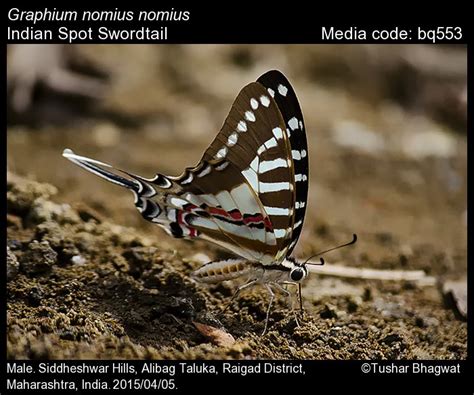 Graphium nomius | Butterfly