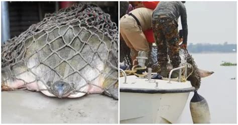 इन हीरोज़ ने विलुप्त होने की कगार पर खड़े Narrow Headed Softshell कछुए ...