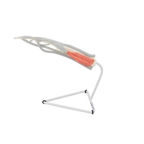 Life-Size Finger Model with Muscles & Tendons - 1000350 - 3B Scientific ...