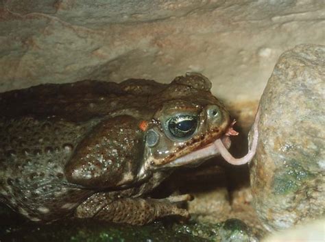 Image result for Toad Eating