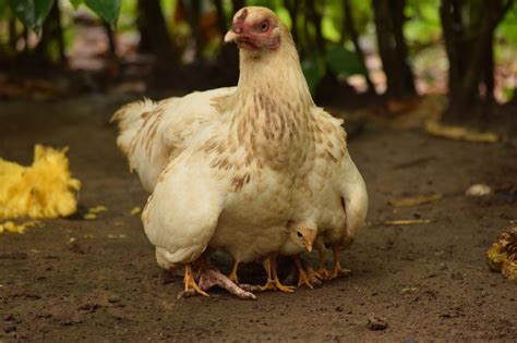 Common Backyard Chicken Behaviors - Alabama Cooperative Extension System