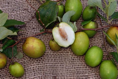 Jujube genome study sheds light on fruit tree
