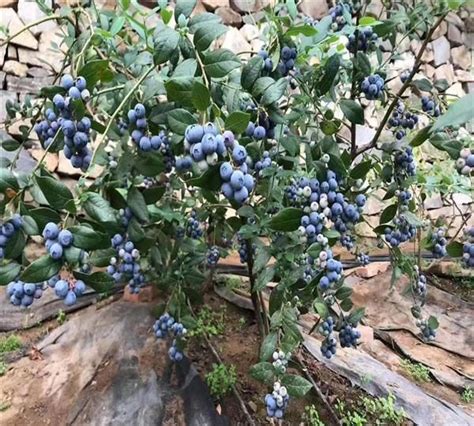 蓝莓也可以在家里种植，赶紧过来学一学种植蓝莓吧！ - 每日头条