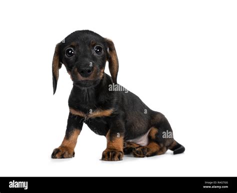 Mini Dachshund Black