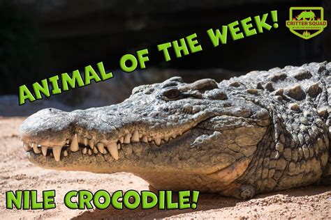 Fun Crocodile Facts at William Fetters blog